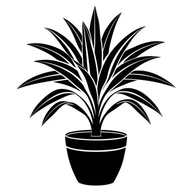 Dracaena, iç mimari.