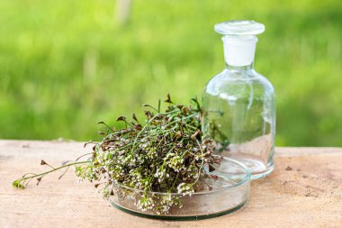 Çoban çantası, tentür ya da iksir şişesi bursa pastoris şifalı bitkilerin geleneksel olmayan ilacını hazırlamak için. Homeopati ilacı..