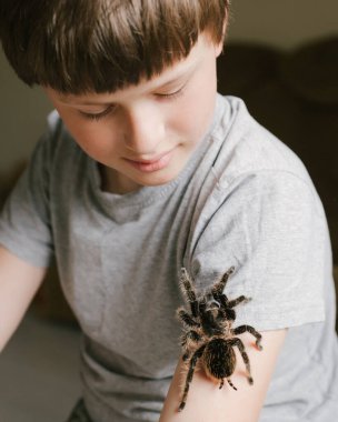 Çocuğun kolunda büyük bir tarantula var. Korkunç örümcek bir çocuğun üzerinde sürünüyor..