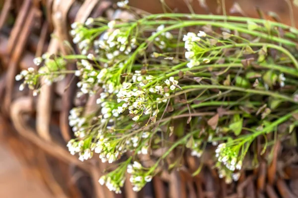 Bir demet çoban çantası, geleneksel olmayan bursa pastoris şifalı bitkiler hazırlamak için eski hasır sepet. Homeopati ilacı..