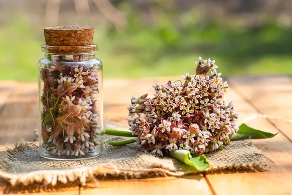 Virginia silkweed Collected flowers in transparent bottle with a cortical cork. And fresh inflorescences butterfly flower, silkweed, silky swallow-wort, Asclepias in wooden dish on table