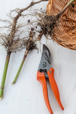 Taze kesilmiş bitki budayıcı ile taze kediotu kökleri. Geleneksel ve alternatif tıpta yatıştırıcı ve sakinleştirici olarak kullanmak üzere bitki parçalarının toplanması ve toplanması. Yumuşak odaklanma. Mavili