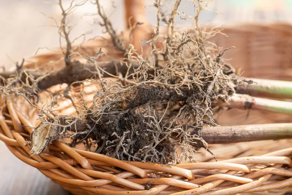 stock image Valerian roots close-up. Collection and harvesting of plant parts for use in traditional and alternative medicine as a sedative and tranquilizer. Ingredients for the preparation of herbal medicines.