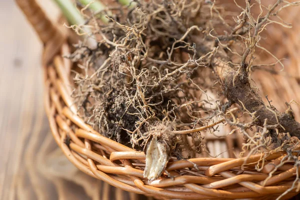 stock image Valerian roots close-up. Collection and harvesting of plant parts for use in traditional and alternative medicine as a sedative and tranquilizer. Ingredients for the preparation of herbal medicines.