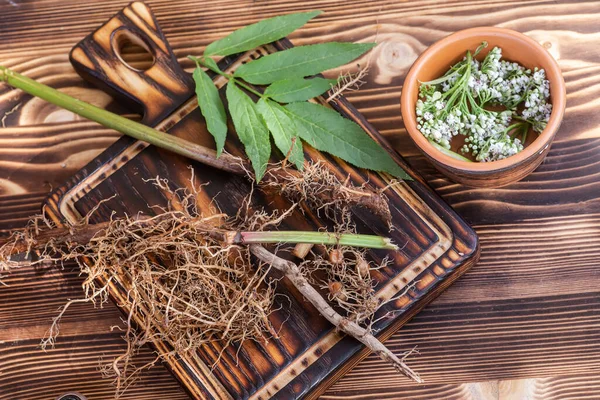 발레아 클로즈업합니다 식물의 일부를 전통적 의학에 사용하여 진정제와 진정제 용한다 — 스톡 사진