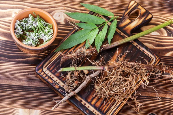 Valeriana kökleri, yaprakları ve çiçekleri. Geleneksel ve alternatif tıpta yatıştırıcı ve sakinleştirici olarak kullanmak üzere bitki parçalarının toplanması ve toplanması. Seçici odaklanma. Yumuşak odak