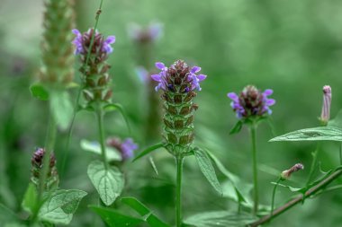 Prunella vulgaris, kendi kendini iyileştiren, iyileştirici, woundwort, dünyanın kalbi, marangoz otu, kahverengi ve mavi bukleli çiçek tarlada yetişiyor. Avrupa 'da bal ve tıbbi bitkiler. Uyuşturucu fabrikaları