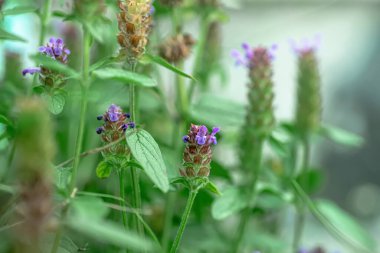 Prunella vulgaris, kendi kendini iyileştiren, iyileştirici, woundwort, dünyanın kalbi, marangoz otu, kahverengi ve mavi bukleli çiçek tarlada yetişiyor. Avrupa 'da bal ve tıbbi bitkiler. Uyuşturucu fabrikaları