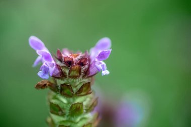 Prunella vulgaris, kendi kendini iyileştiren, iyileştirici, woundwort, dünyanın kalbi, marangoz otu, kahverengi ve mavi bukleli çiçek tarlada yetişiyor. Avrupa 'da bal ve tıbbi bitkiler. Uyuşturucu fabrikaları