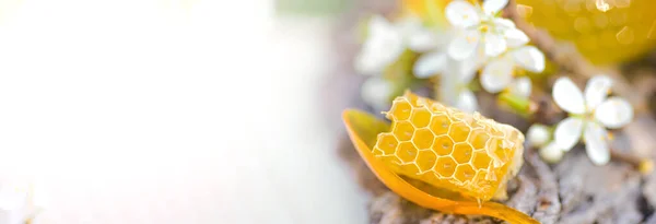 Honey Dipper Banner, Honey Stick lies on piece of cut-off fresh honey in honeycombs. Acacia honey in gar on wooden background. Spring mood. Selective focus