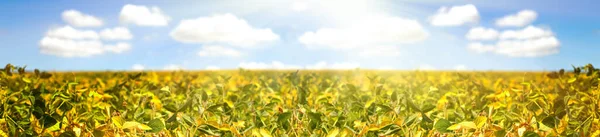 Field with ripened soy Banner. Glycine max, soybean, soya bean sprout growing. leaves and soy beans on cultivated field. Autumn harvest. Agricultural plantation background.