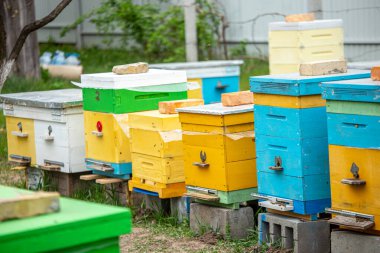 Yazın mavi gökyüzüne karşı renkli ahşap ve plastik kovan. Apiary çimlerin üzerinde duruyor. Soğuk hava ve arı kovanda oturuyor..