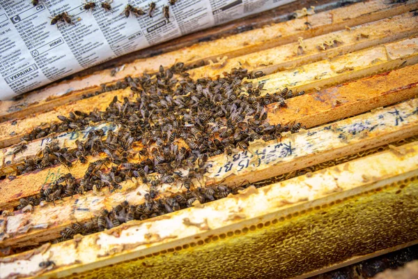 Méhész Véső Keretét Tolja Ember Felügyeli Méztermelést Méhben Látható Fadarak — Stock Fotó