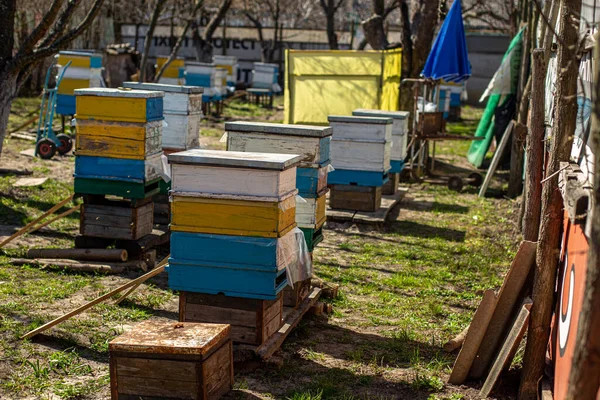蓝色的天空映衬着五彩斑斓的木制和塑料蜂房 阿皮里站在草地上的院子里 寒冷的天气和蜂窝里的蜜蜂 — 图库照片