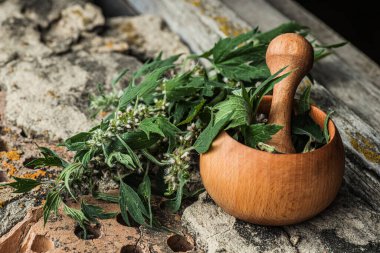 Leonurus kardiyak, anasının kuzusu, kurt otu, aslan kulağı, aslanın kuyruğundaki yapraklı tıbbi bitki. Yazın açan tırtıklı yapraklar.