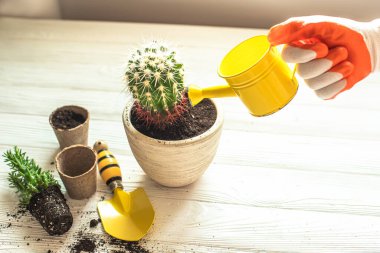 Kaktüs nakli ve sulu bitkiler. Sarı sulama ile el nakliye kabını aldıktan sonra yeni seramik beyaz kaktüs tenceresine nakledilir.