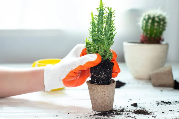 Mão Planta Replant Jardineiro Novo Potenciômetro Eco Amigável Papel Que — Fotografia de Stock