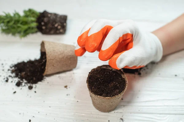 Mão Luva Coloca Sementes Nos Vasos Turfa Cultivo Plantas Partir — Fotografia de Stock