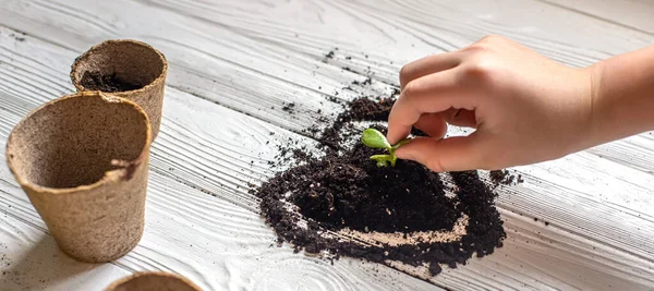 child\'s hand planted with green sprout in soil in form of heart. Earth day concept. nurturing baby plant. protect nature. Peat pots for planting,