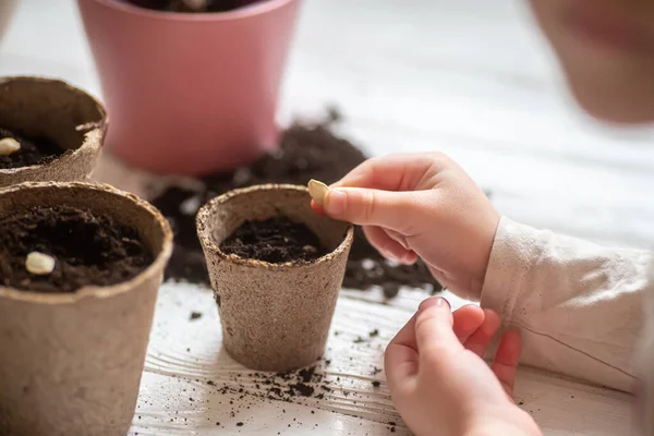 Küçük bir çocuğun elleri eve tohum ekti. Çocuk avucunun içinde kabak ya da kabak tohumları. Dünya günü konsepti. Yavru bitkileri yetiştirmek. Doğayı koru. Ekmek için turba saksısı
