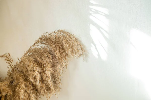 Beyaz Duvarın Arka Planında Güneş Işığı Son Moda Gölgeli Kuru — Stok fotoğraf