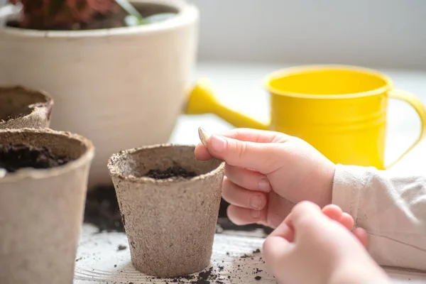 Mãos Uma Pequena Criança Plantaram Sementes Casa Sementes Abóbora Abóbora — Fotografia de Stock