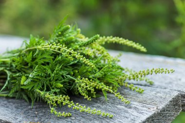 Buket Ragweed çalıları ahşap tahtalarda yatar. Çiçek açan Ambrosia artemisiifolia tehlikeli alerji kaynaklı bitki yaz otları arasında otlanıyor. Ot çukuru ve çukur fırçaları