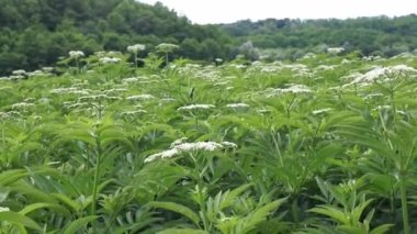 Kediotu çiçekleri taze bitki Valeriana officinalis böğürtlenli. Çiçek açan bahçe kediotu, bahçe helezonu ve yazın çayırda iyileşen çiçekler.