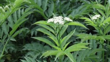 Böğürtlenli taze bitki Valeriana officinalis. Bahçe kediotu, bahçe helezonu ve yazın çayırda iyileşen çiçekler..