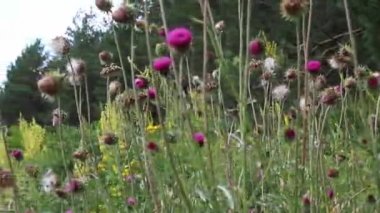 Güneşli bir günde şifalı bitkiler arasında rüzgardan sallanan bir yaz mevsiminde bir çayırda sirum nehri. Bahçedeki Violet devedikeni çiçeği. Tarlada devedikeni