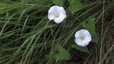 Calystegia sepium, çalı yosunu, Rutland güzelliği, Bugle sarmaşığı, ilahi trompetler, çan bağları, çan çiçekleri yaz aylarında bir çayırda güneşli bir günde rüzgardan sallanan şifalı bitkiler arasında sallanıyor.