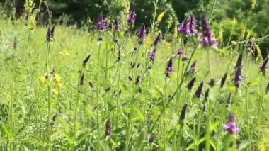 Betonica officinalis, Stachys officinalis, yaygın hedgenettle, betony, mor betony, ahşap betony, piskopos wort veya piskoposlar yaz aylarında çayırda güneşli bir günde şifalı bitkiler arasında rüzgardan sallanarak sallanırlar.