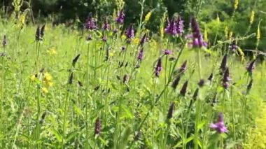 Betonica officinalis, Stachys officinalis, yaygın hedgenettle, betony, mor betony, ahşap betony, piskopos wort veya piskoposlar yaz aylarında çayırda güneşli bir günde şifalı bitkiler arasında rüzgardan sallanarak sallanırlar.
