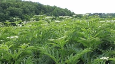 Kediotu çiçekleri taze bitki Valeriana officinalis böğürtlenli. Çiçek açan bahçe kediotu, bahçe helezonu ve yazın çayırda iyileşen çiçekler.