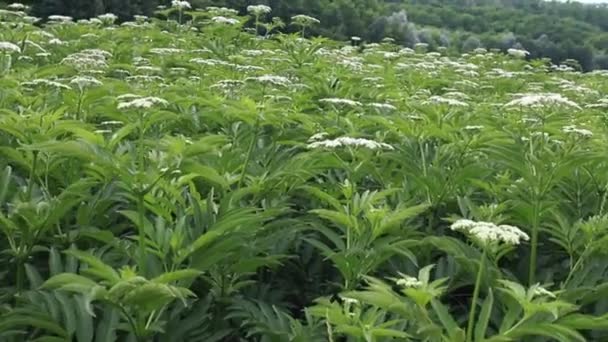 Baldrian Blüht Frisch Gepflanzt Valeriana Officinalis Mit Beeren Dichtes Dickicht — Stockvideo