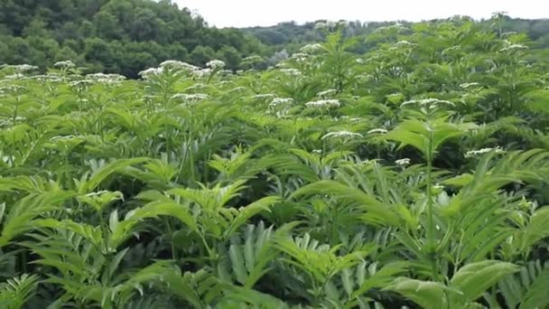 Valeriaan Bloemen Verse Plant Valeriana Officinalis Met Bessen Dichte Struiken — Stockvideo