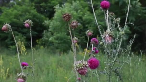 Cirsium Rivulare Dans Une Prairie Été Par Une Journée Ensoleillée — Video