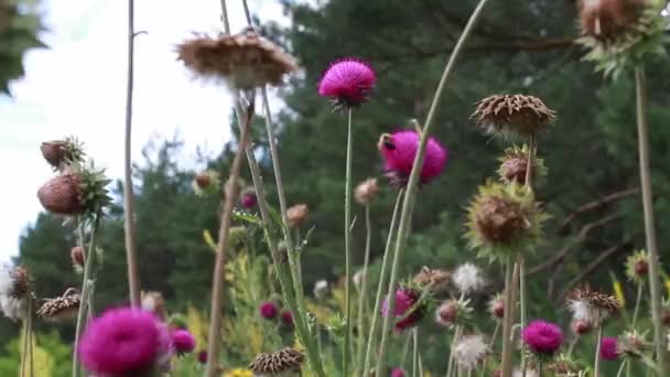 Cirsium Rivulare Dans Une Prairie Été Par Une Journée Ensoleillée — Video