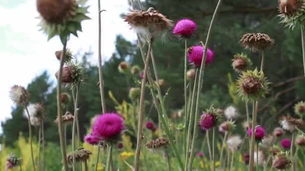 夏天的一个阳光明媚的日子里 在药草间迎风摇曳 在一片草地上 环状的小河在摇曳 紫罗兰花在花园 田里的蓟 — 图库视频影像