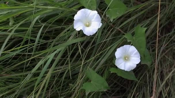 Calystegia Sepium Sövény Bindweed Rutland Szépség Kürtös Szőlő Mennyei Trombiták — Stock videók