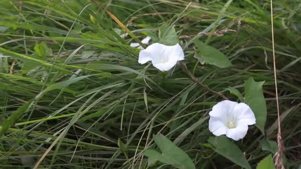 Calystegia Sepium Çalı Yosunu Rutland Güzelliği Bugle Sarmaşığı Ilahi Trompetler — Stok video