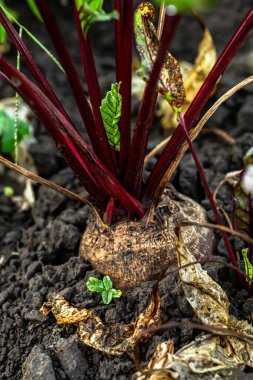Bahçe yatağında büyüyen pancar kökü. Pancar yaprağı tarlası. Seçici odaklanma. Film tahılı