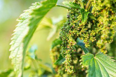 Isırgan Tohumu yemek. Isırgan otu, ısırgan otu ya da ısırgan otu yaprağı, Herb Farm 'dan ısırgan otu. özel larva besin değeri düşük bitkiler daha nemli ortamlarda, çayırlar