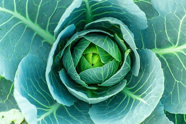 Cabbage head growing on vegetable bed in garden. Agriculture. Healthy and healthy food for humans. Top view