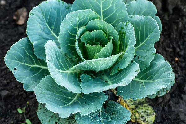 卷心菜长在花园里 为人类提供健康健康的食物 卷心菜的种植 集中精神电影颗粒 顶视图 — 图库照片