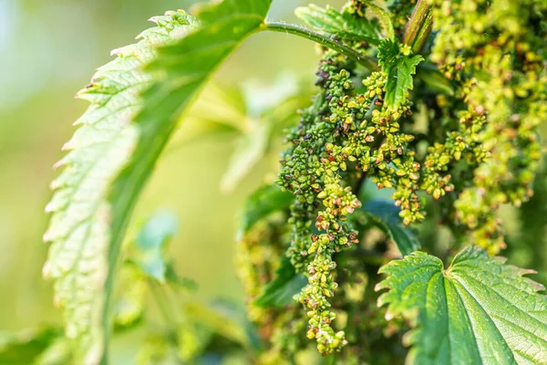 Isırgan Tohumu yemek. Isırgan otu, ısırgan otu ya da ısırgan otu yaprağı, Herb Farm 'dan ısırgan otu. özel larva besin değeri düşük bitkiler daha nemli ortamlarda, çayırlar