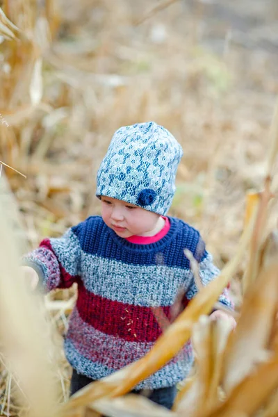 Piękne Dziecko Ciepłym Stylowym Swetrze Stojącym Środku Pola Kukurydzy Czas — Zdjęcie stockowe