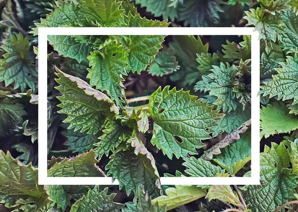 Collected in an environmentally friendly place nettles. Nettle bush in a wicker basket like heart. Place for text. Copy space.