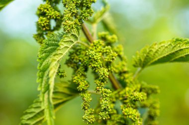 Isırgan Tohumu yemek. Isırgan otu, ısırgan otu ya da ısırgan otu yaprağı, Herb Farm 'dan ısırgan otu. özel larva besin değeri düşük bitkiler daha nemli ortamlarda, çayırlar