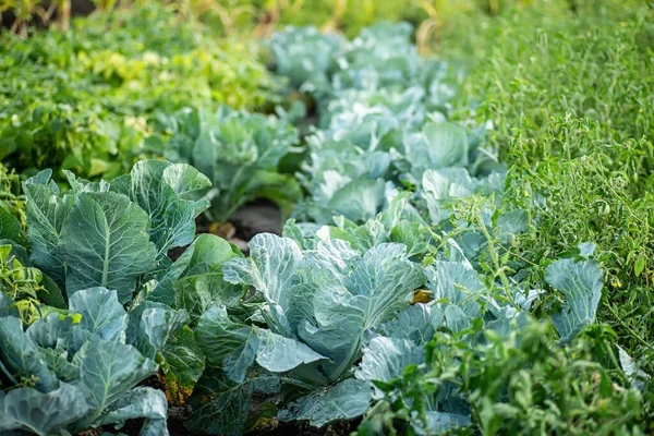 stock image bed of cabbage in garden after rain. Fresh cabbage in backyard. Green tomatoes on bushes